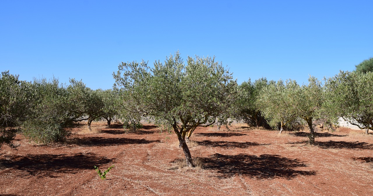 Greckie mydło z oliwy z oliwek do ciała
